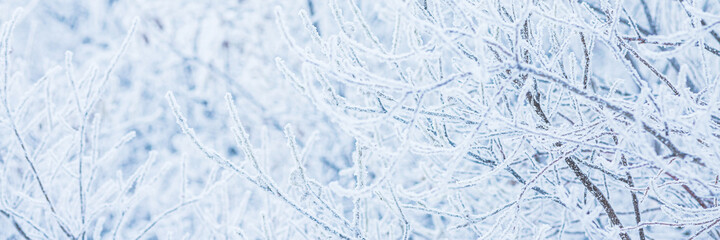 Snow and rime ice on the branches of bushes. Beautiful winter background with trees covered with hoarfrost. Plants in the park are covered with hoar frost. Cold snowy weather. Cool frosting texture.