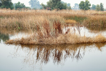 reeds in the water