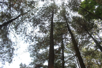 Fototapeta premium trees in the forest