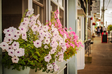 Fototapeta na wymiar Flowers in the street in Lunenberg