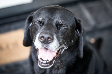 black labrador retriever dog portrait