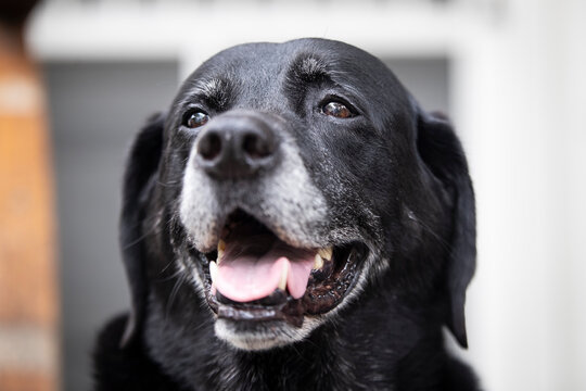black labrador retriever dog portrait smiling eyes