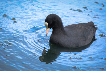 Close up photo of bird in water