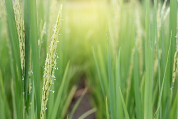 green wheat field