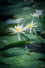 熱帯睡蓮（スイレン）