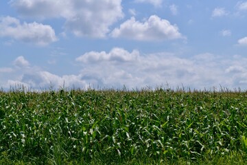 A field with corn inflorescences with blue sky and white clouds.