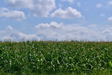 Fototapeta na wymiar A field with corn inflorescences with blue sky and white clouds.