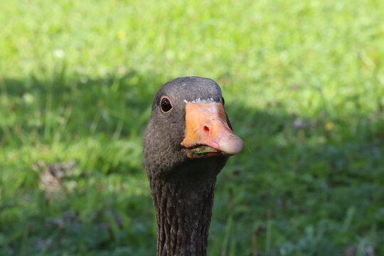 Close up photo of goose