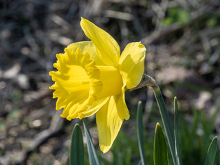 a view of a bright yellow daffodil facing to the left with a soft out of focus background