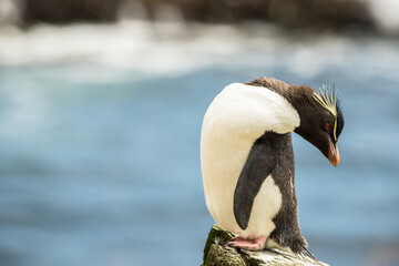 Rockhopper penguin at the Falkland Islands © Flavio