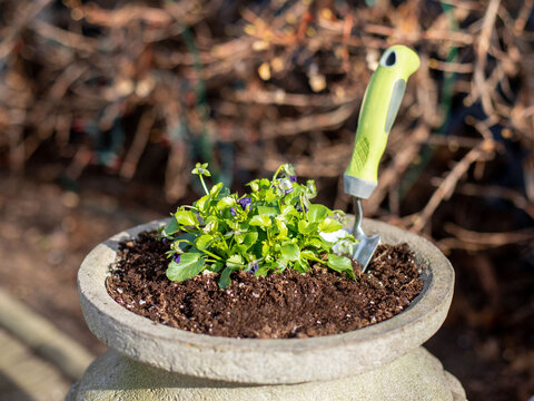 a flower urn with a garden trowel planting a pot of pansies
