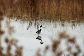 Wild birds in their natural habitat