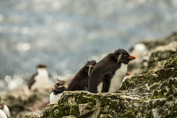 Rockhopper penguin at the Falkland Islands