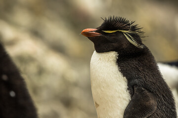 Naklejka premium Rockhopper penguin at the Falkland Islands