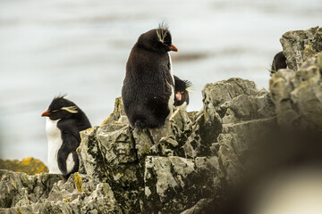 Rockhopper penguin at the Falkland Islands