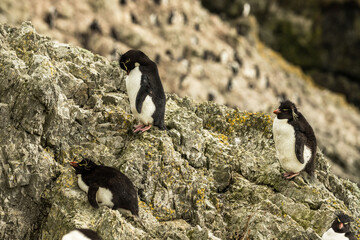 Naklejka premium Rockhopper penguin at the Falkland Islands