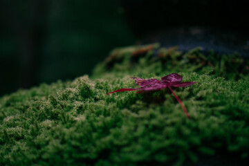 苔と紅葉