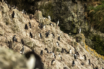 Rockhopper penguin at the Falkland Islands