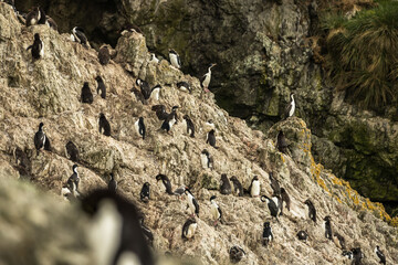 Rockhopper penguin at the Falkland Islands