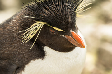 Naklejka premium Rockhopper penguin at the Falkland Islands