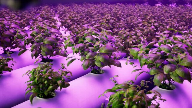 Indoor hydroponic farm with rows of basil under purple LED grow lights