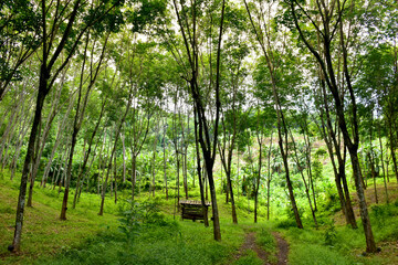 Rubber plantations in southern Thailand