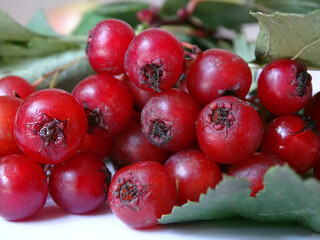 Red ripe hawthorn berries on the table close up