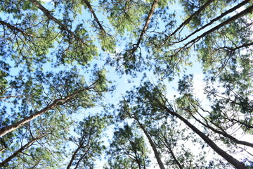Top views of pine tree on white