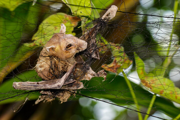 Image of dead bats is attached to the net. Insect. Animals.