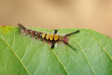 Image of worm on a green leaf, A reptile that is common in nature Living under the ground Leaves and trees. Insect. Animal