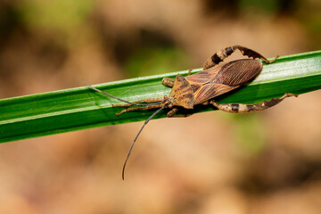 Image of Groundnut Bug, Acanthocoris sordidus (Coreidae) on green leaves. Insect. Animal.