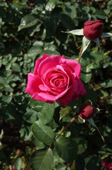 Fototapeta premium Red Flower of Rose 'Maria Callas' in Full Bloom 