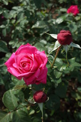 Red Flower of Rose 'Maria Callas' in Full Bloom
