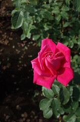 Red Flower of Rose 'Maria Callas' in Full Bloom
