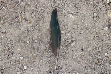 Wild birds in their natural habitat