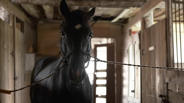 Beautiful black horse stands in the paddock