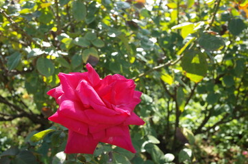 Obraz premium Red Flower of Rose 'Maria Callas' in Full Bloom 