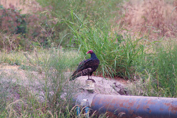 Wild birds in their natural habitat