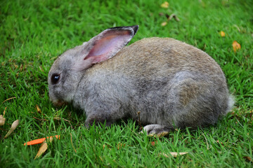 A little rannit on the green grass