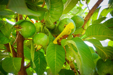 Guava fruits with green leaves on trees 