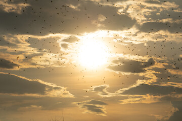 flock of birds fly at sunset