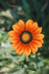 orange flower