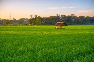 Little hut in the green rice fields. Beautiful view in the countryside for agricultural concept. 