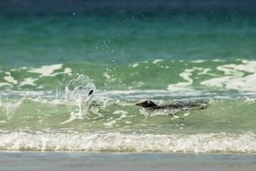 Fototapeta premium Gentoo penguins at the Falkland Islands