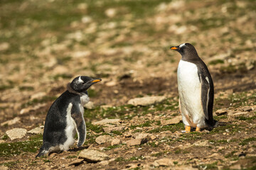 Gentoo penguins at the Falkland Islands