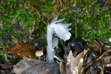 ギンリョウソウ（北海道・知床）
