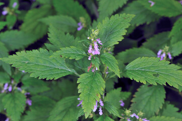 ツルニガクサ（北海道・知床）