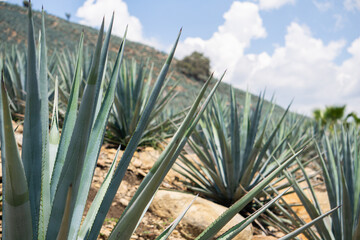 agave fields in jalisco mexico, tequila plant