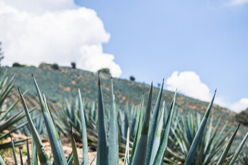 agave fields in jalisco mexico, tequila plant