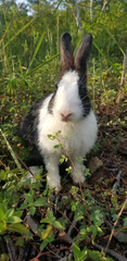 Black and white rabbit outdoors.  Close up bunny rabbit in agriculture farm. Rabbit are small mammals in the family lepporidae. 